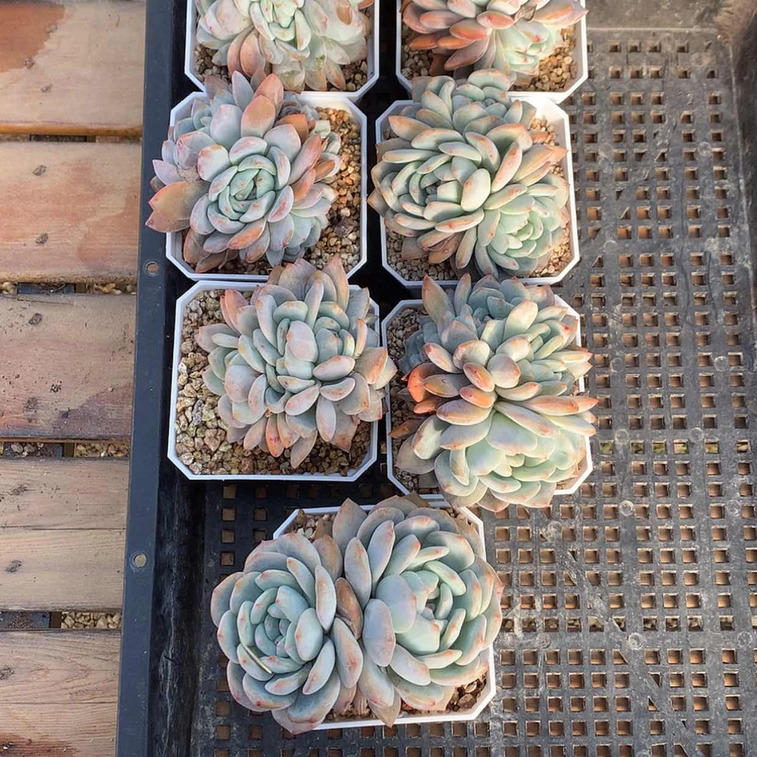 【闪购商品】箫*星影……