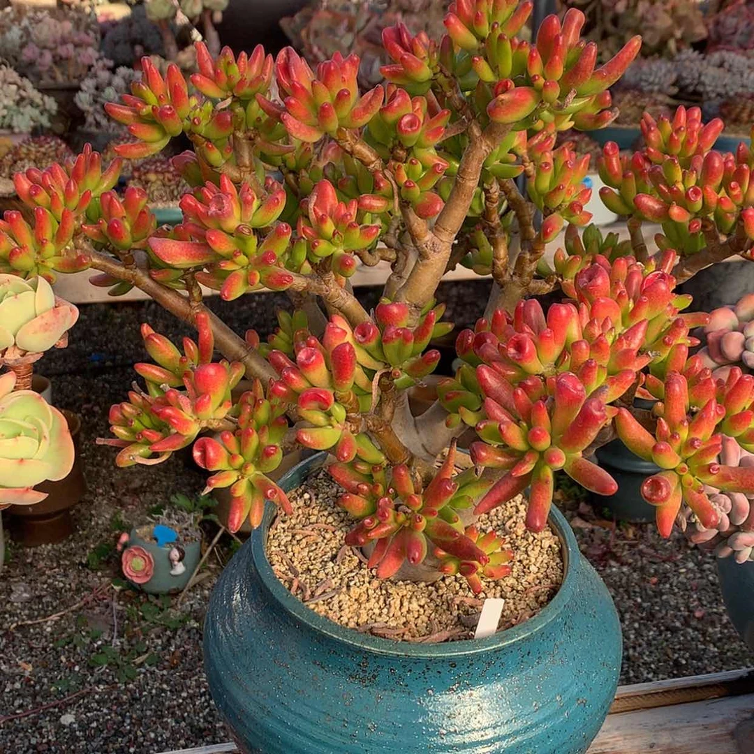 【闪购商品】芳*吸财树…