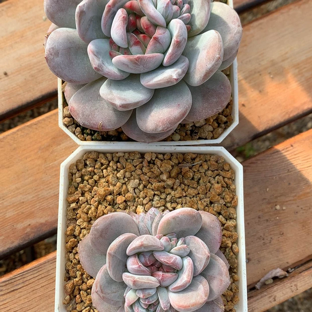 【闪购商品】莉*哩星影……