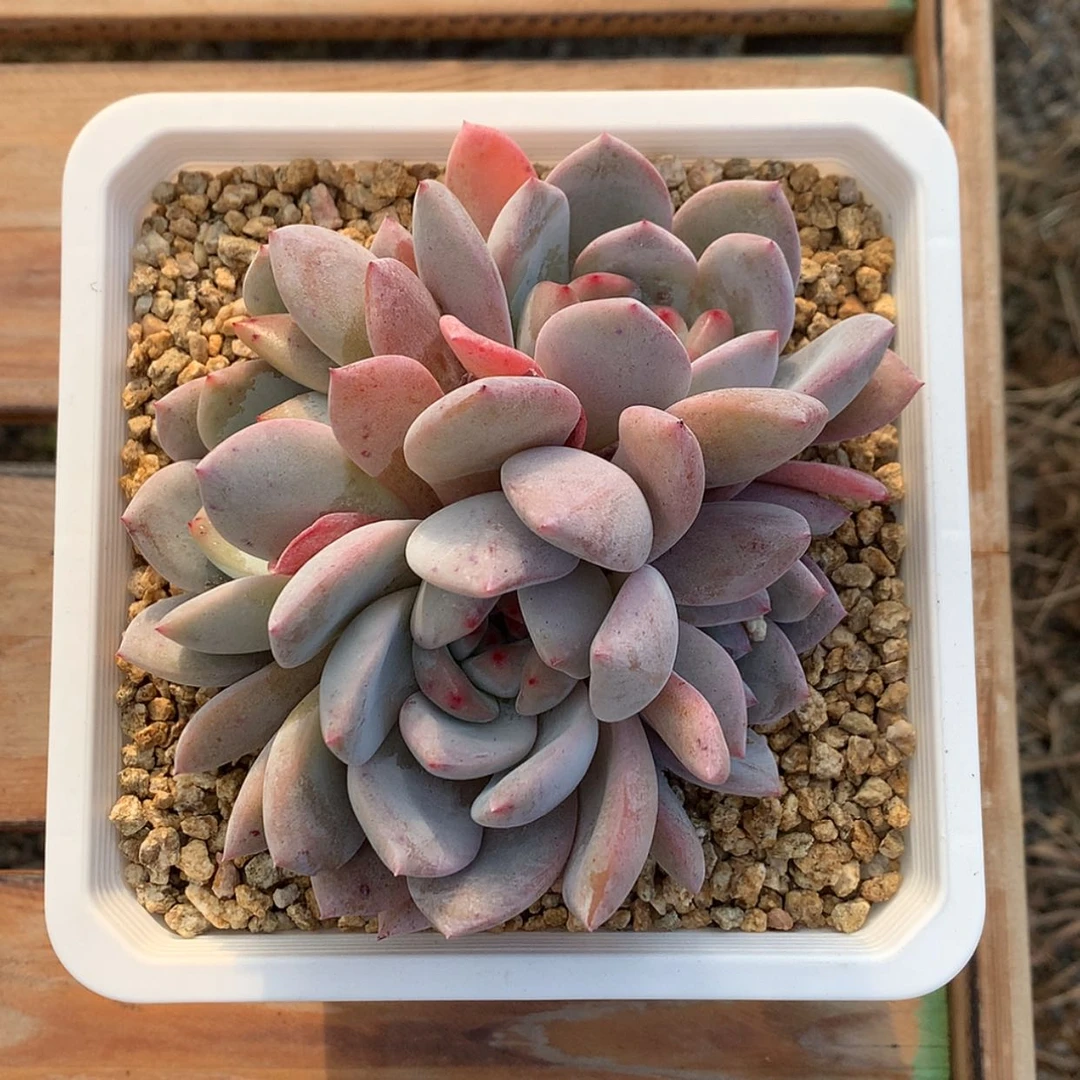 【闪购商品】星影……