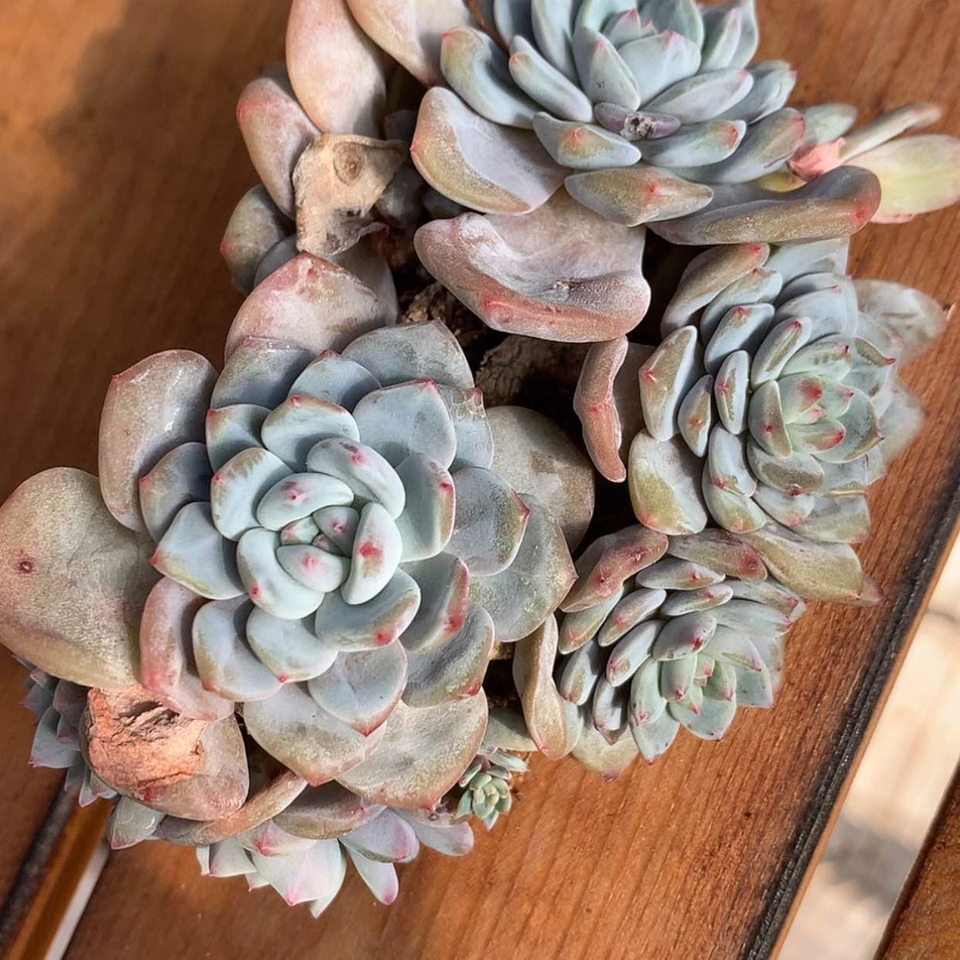 【闪购商品】箫*星影……