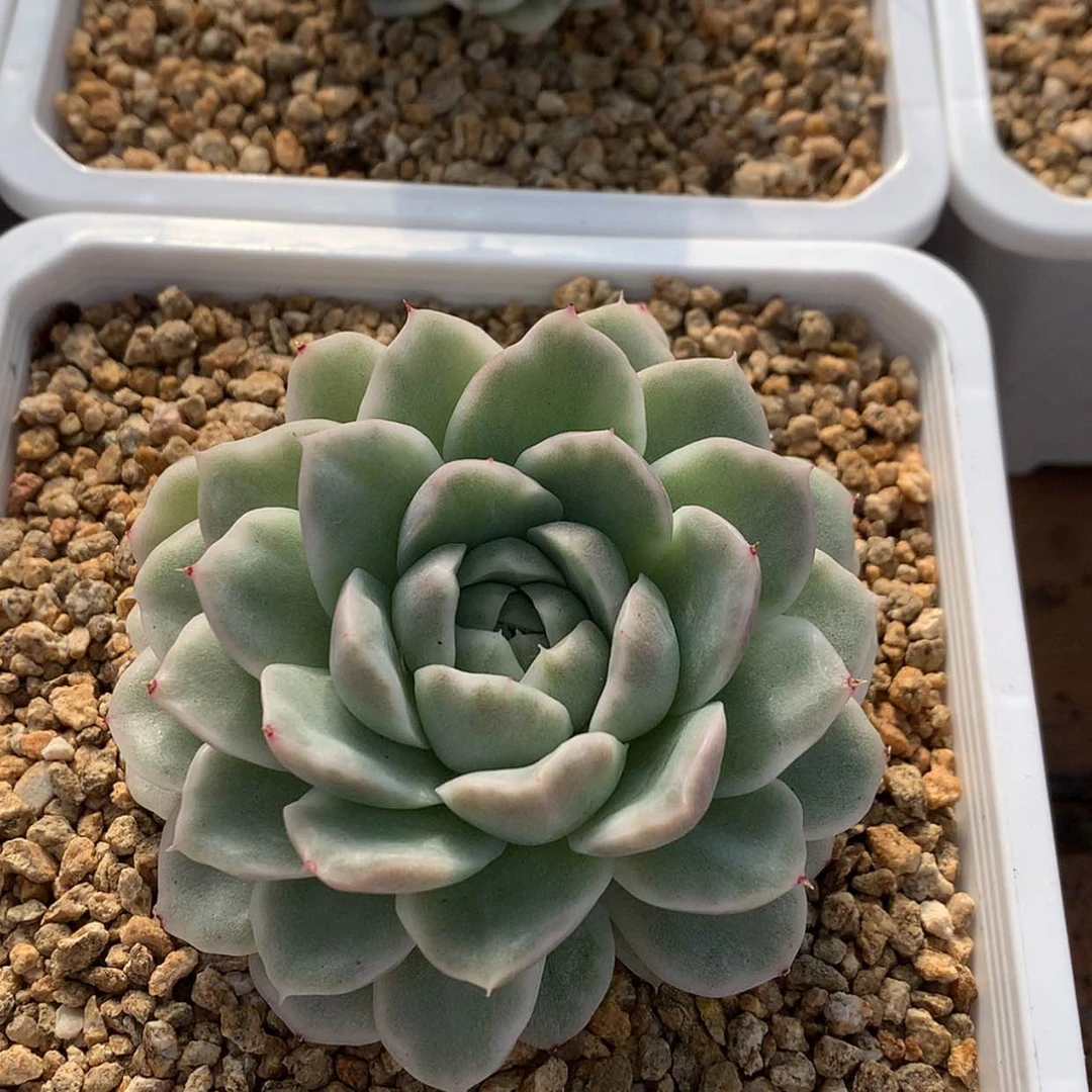 【闪购商品】离麦秆锦