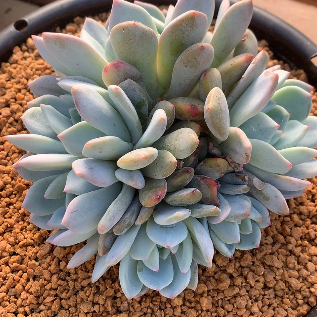 【闪购商品】缘**球星影……