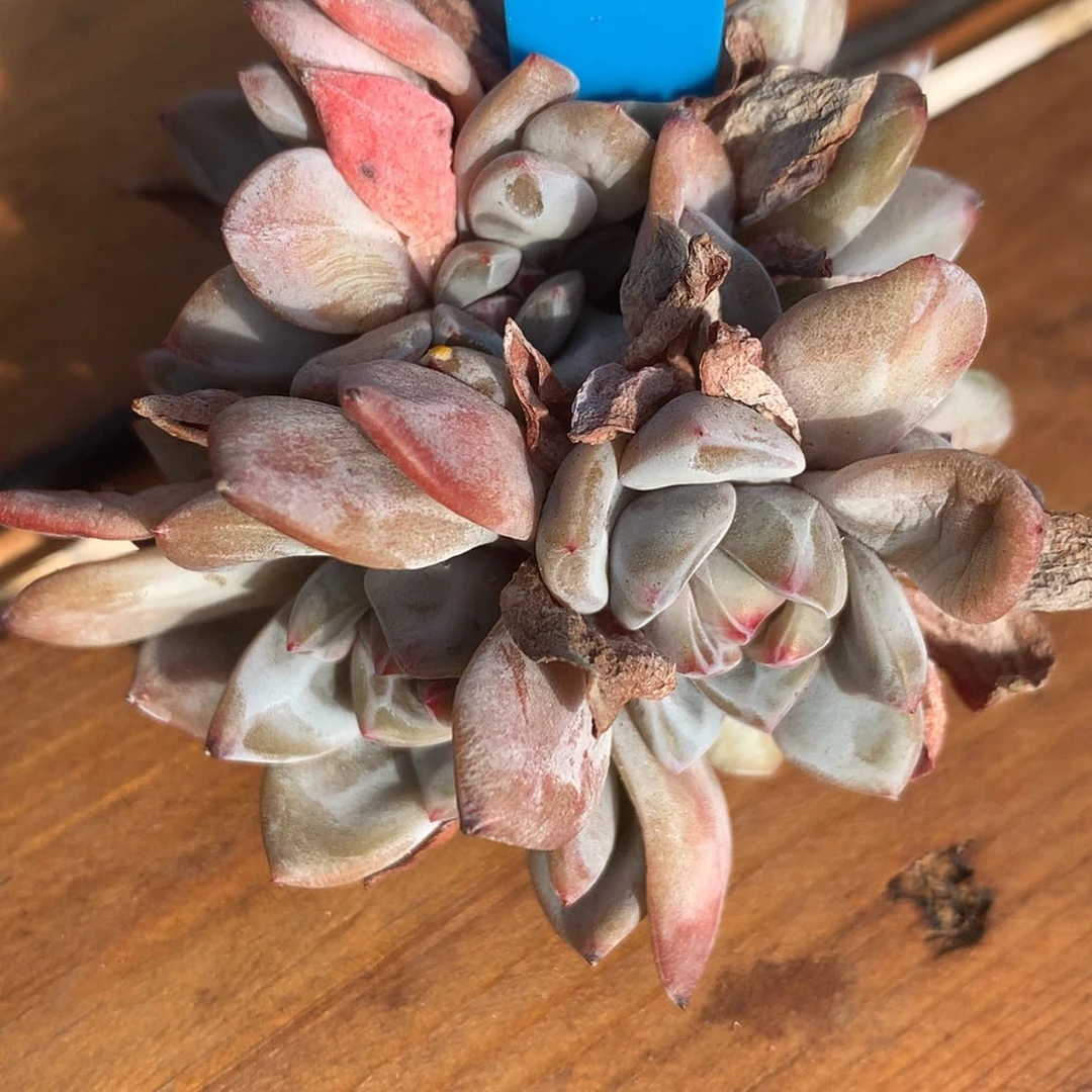 【闪购商品】莉*哩星影……