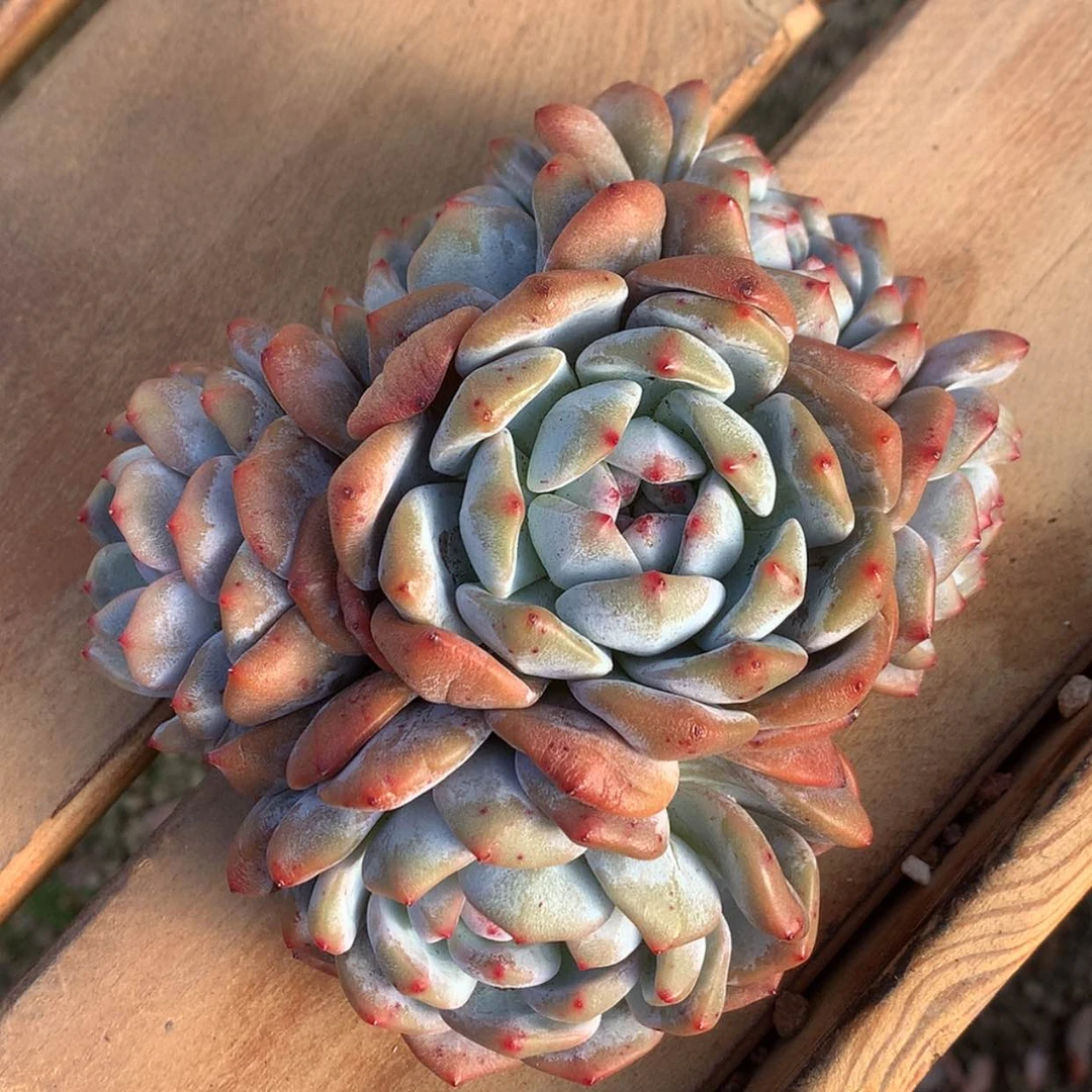 【闪购商品】箫*星影……