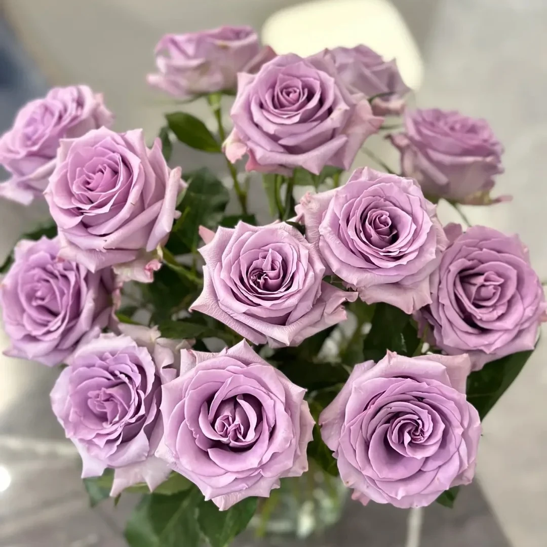 【海洋之歌】10枝 淡紫色  北方玫瑰原产地直发