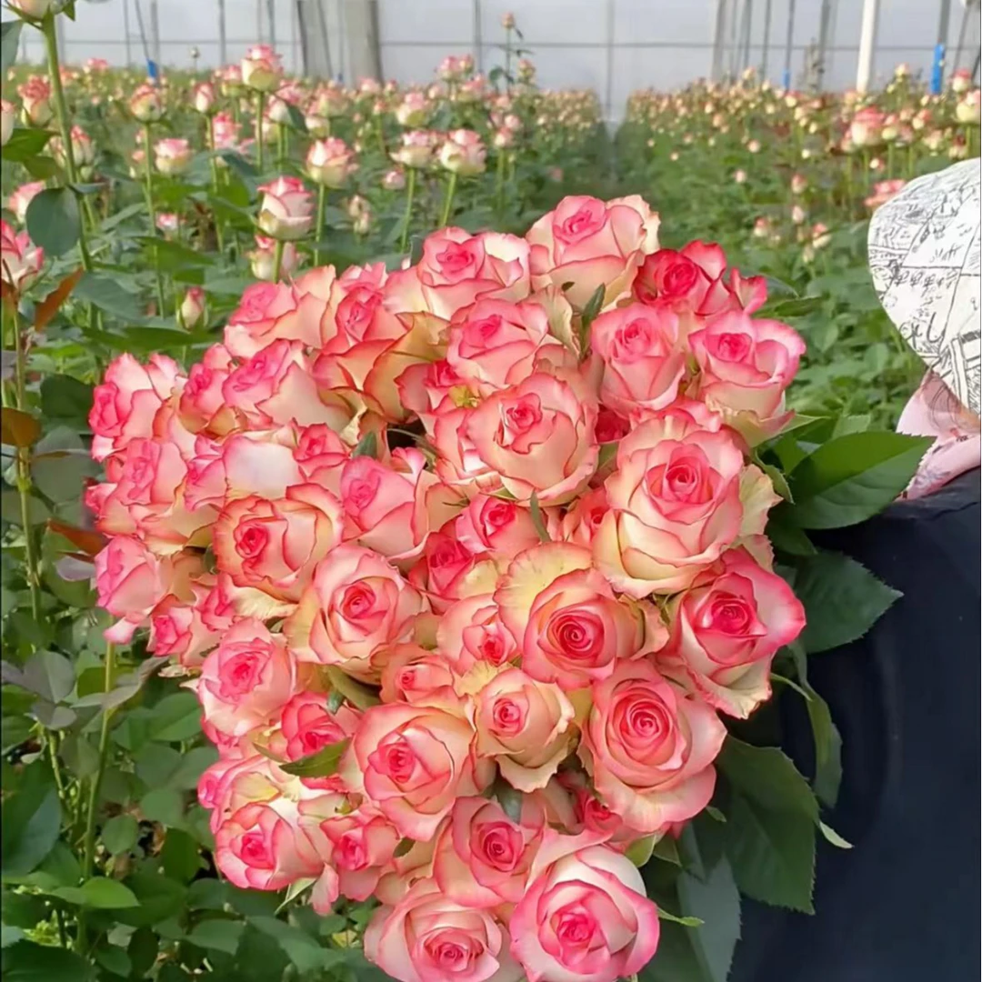 组合套餐 北方玫瑰山东发货 顺丰京东 包邮