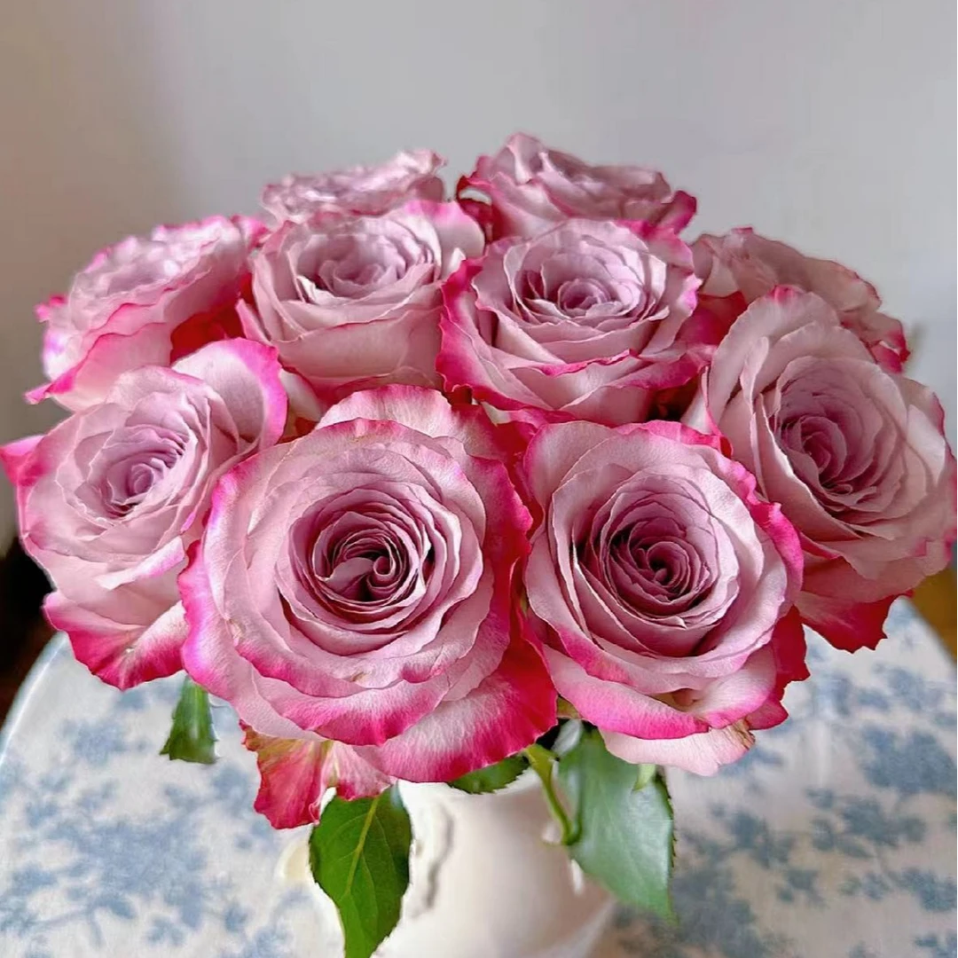 【莫兰迪紫】10枝气场玫瑰北方玫瑰原产地直发