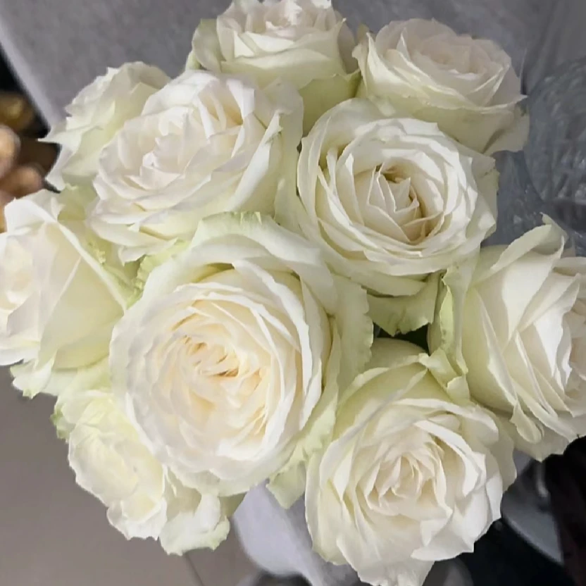 【白雪山】经典白 北方玫瑰新鲜原产地直发