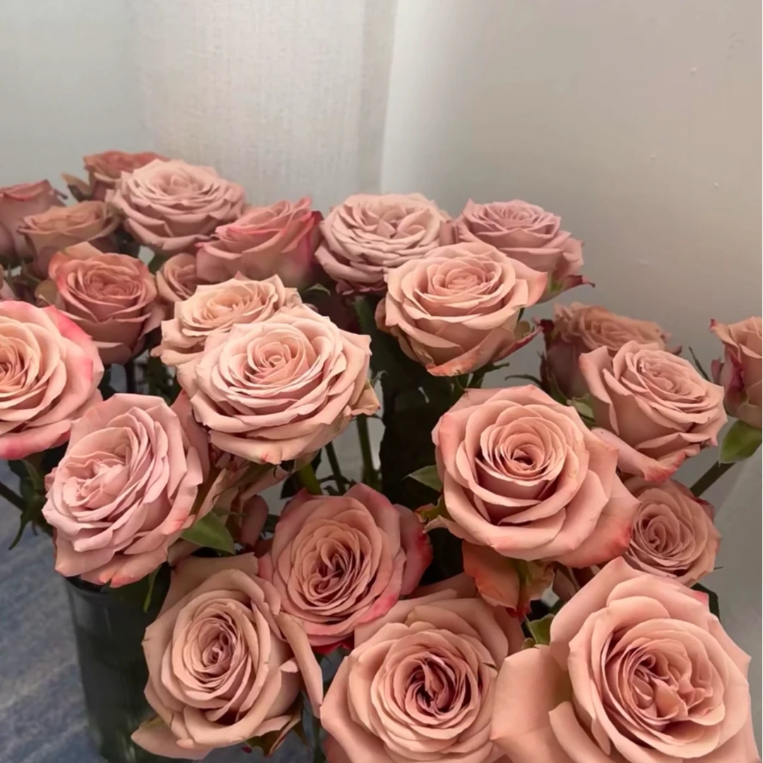 【卡布奇诺】复古奶咖色 北方玫瑰花期持久 顺丰包邮