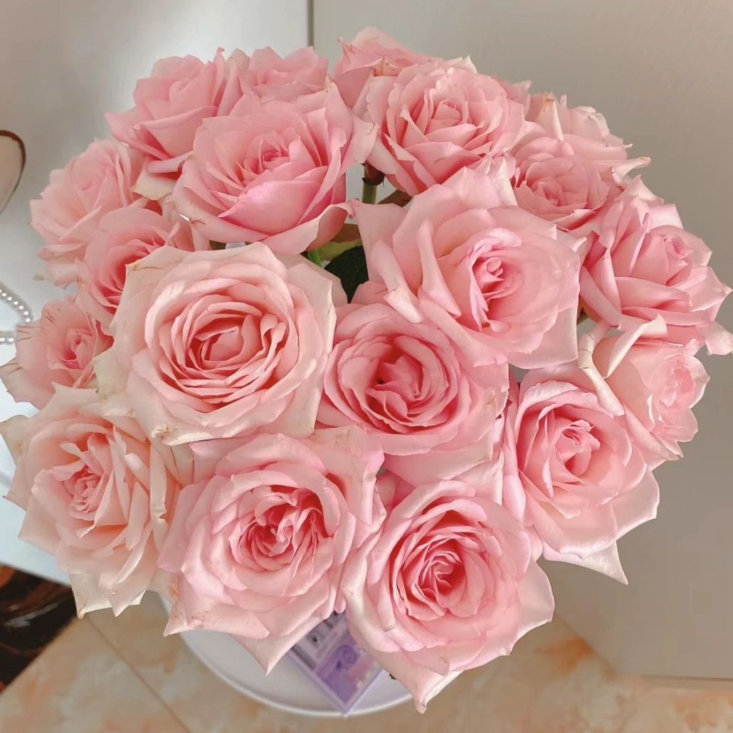 【梦雪玫瑰】梦幻嫩粉 北方玫瑰花期持久