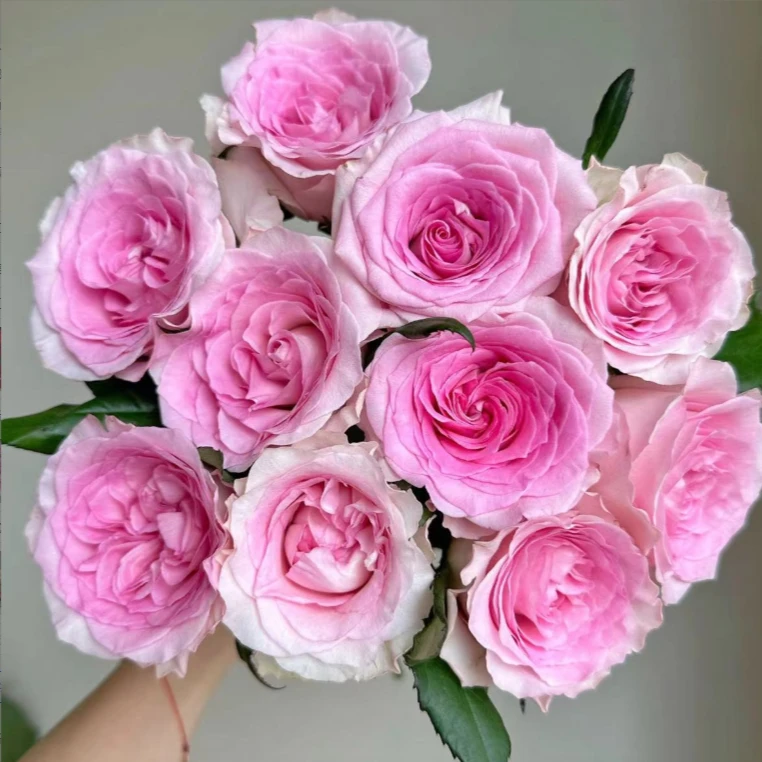 洛神10枝+艾莎10枝 大花头 北方玫瑰产地直发