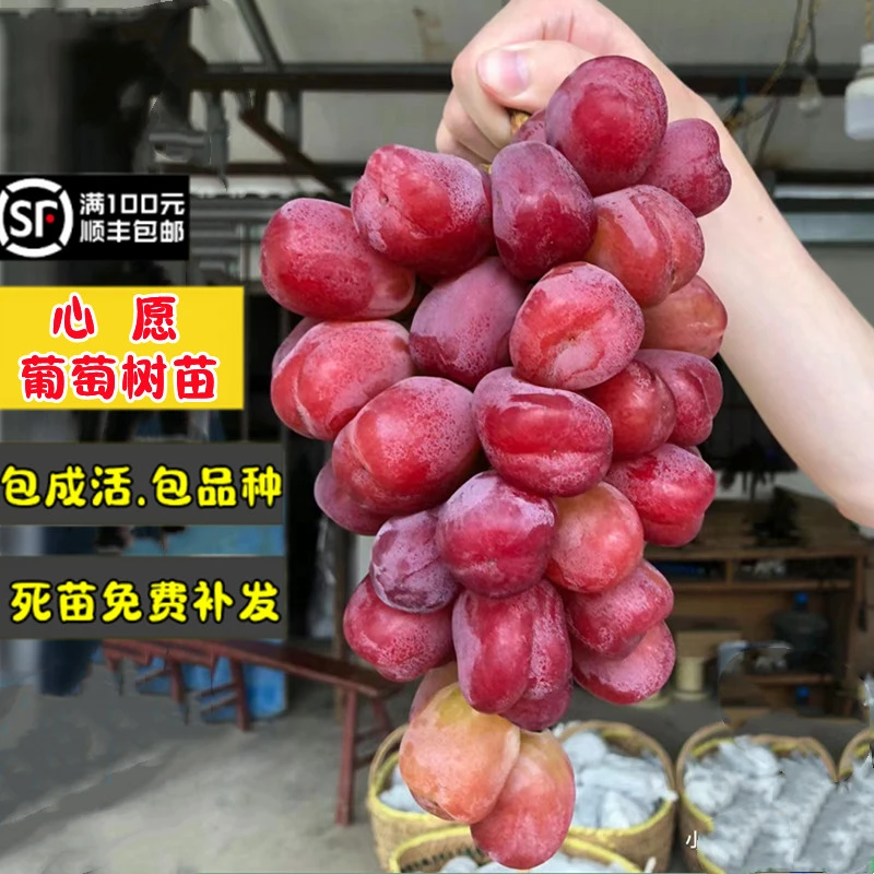 3棵装嫁接心愿葡萄树苖新品种脆甜玫瑰香味葡萄苗北南方种植当年