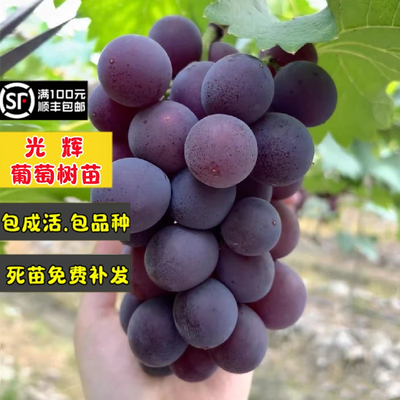 3棵装嫁接光辉葡萄树苖特大爬藤玫瑰香葡萄苗南北方种植当年结果