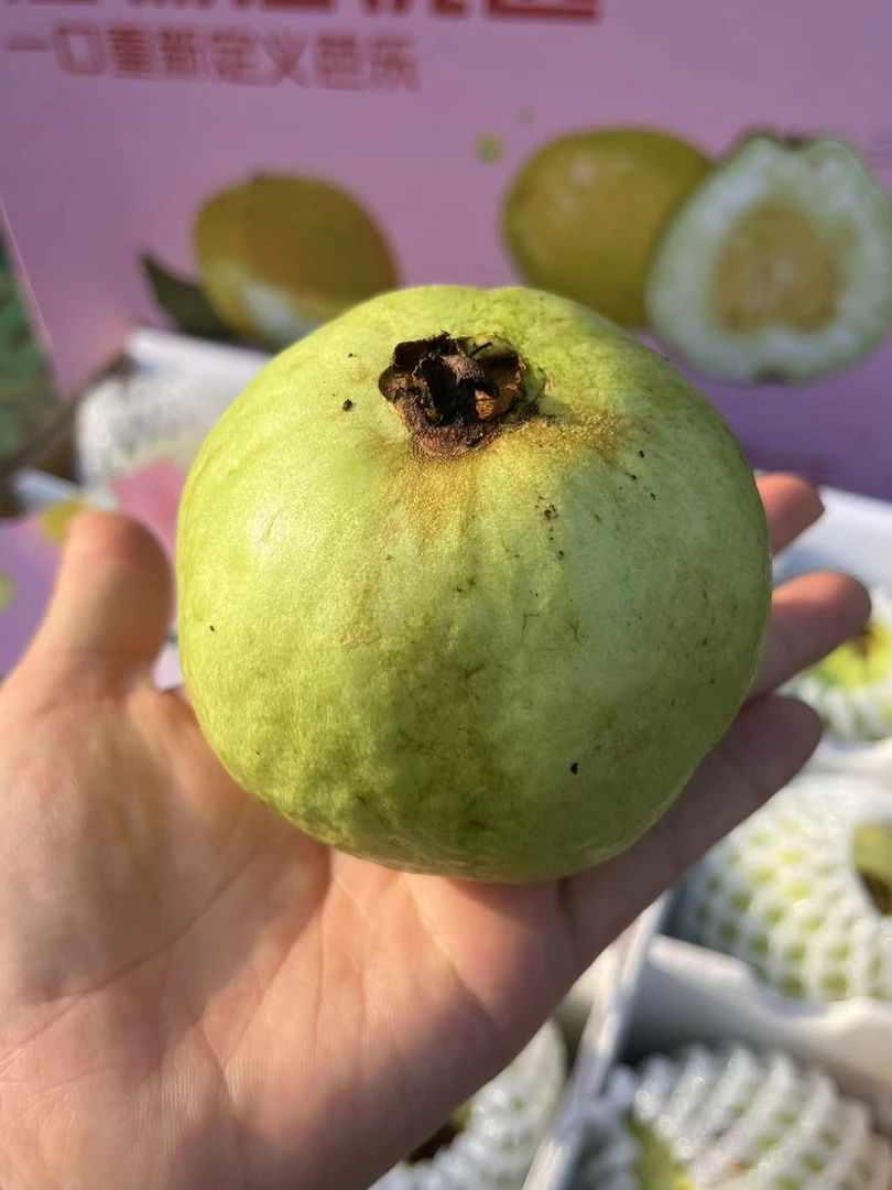 植物君【树上熟｜奶油芭乐】这哪像水果呀，跟奶油蛋糕一样！甜软绵密热量还超级低（下单24h内·顺丰京津冀包邮）