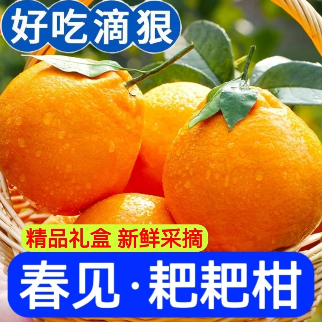【炸福利专用】四川春见耙耙柑粑粑柑橘水果新鲜当季橘子杷杷柑