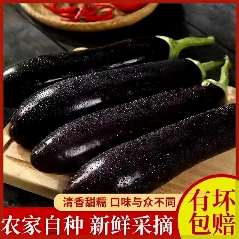 新鲜长茄子紫茄子农家自种长线大茄子黑嫩现摘绿把紫把现摘鲜发货