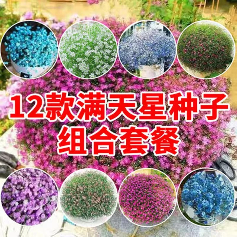 盆栽满天星花四季易种活四季播种室内阳台花草种子满天星花种子