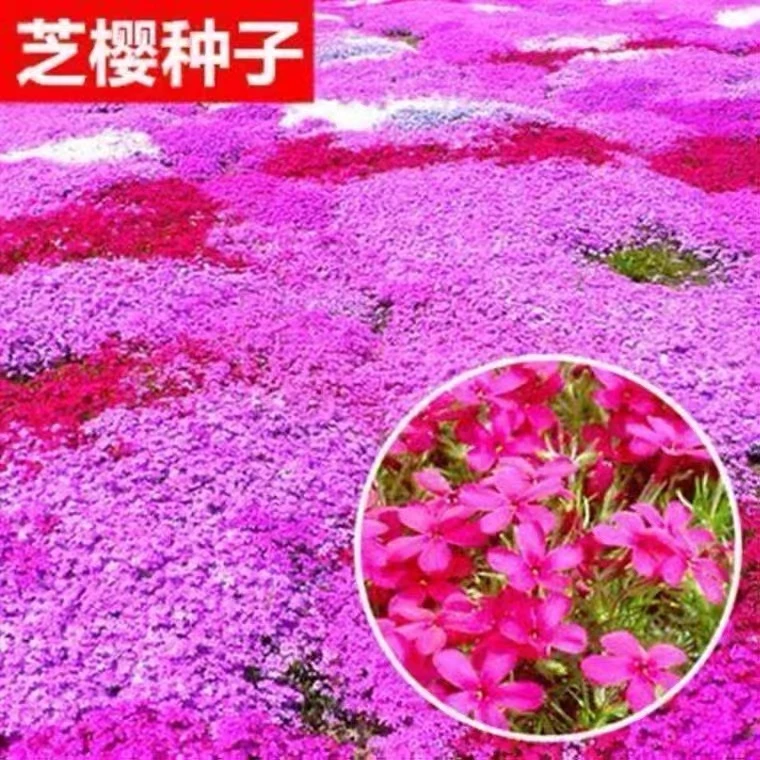 低矮耐寒芝种子籽福禄考草坪花四季室外播北方阳台见土就活孑