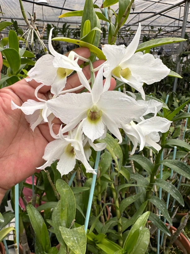 石斛兰一物一拍补运费