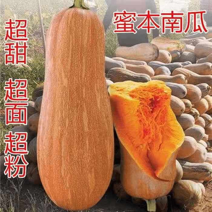 密本南瓜种子食用香甜早熟苗蔬菜籽甜面南瓜种籽春播夏秋四季播种