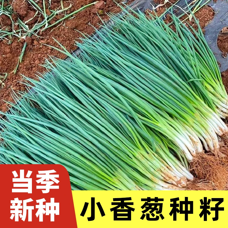 四季小香葱易种小香葱阳台花盆小院室内盆栽家庭菜种植超简单高产