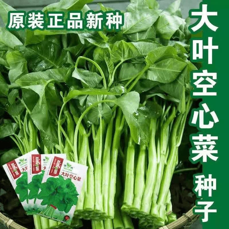 空心菜籽种菜种子水上四季菜苗带根蔬菜空心菜种籽种子农家盆栽