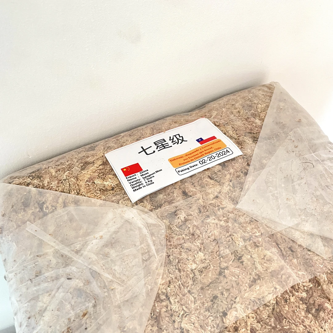智利进口七星水苔/蝴蝶兰专用/毛毛虫水苔/花土铺面