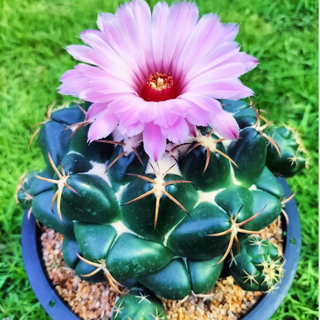 多肉仙人球象牙丸实生多年萝卜根一物一拍所见所得顶花球属好养