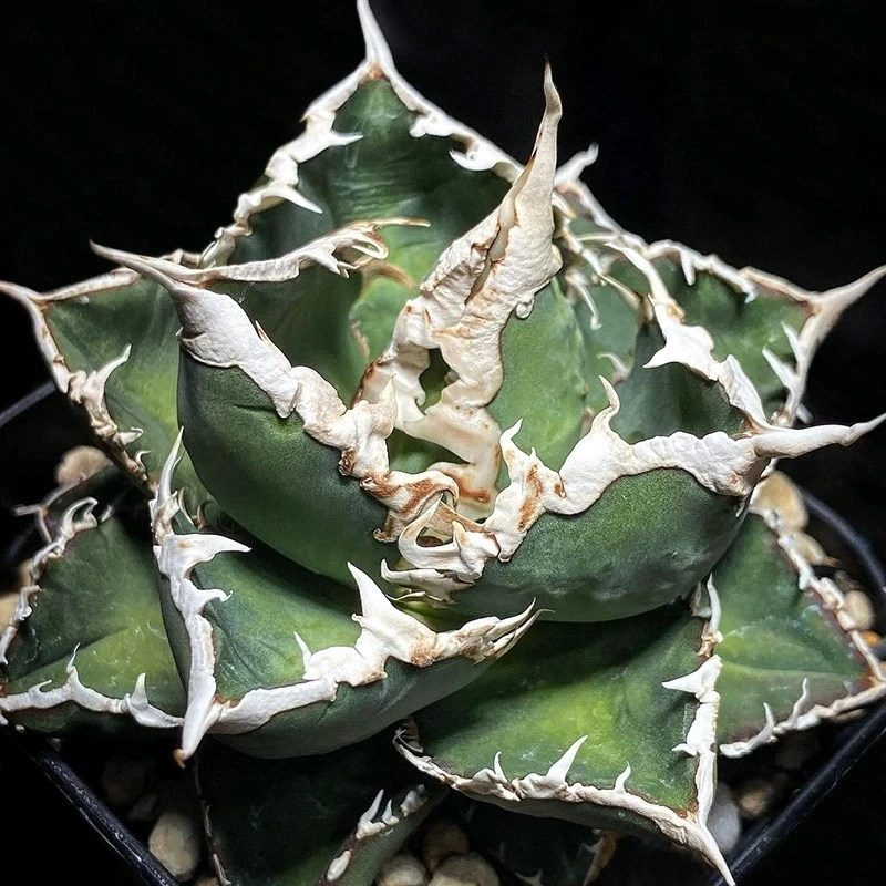 狼人Agave titanota werewolf一物一拍所见所得仁王冠龙舌兰盆栽