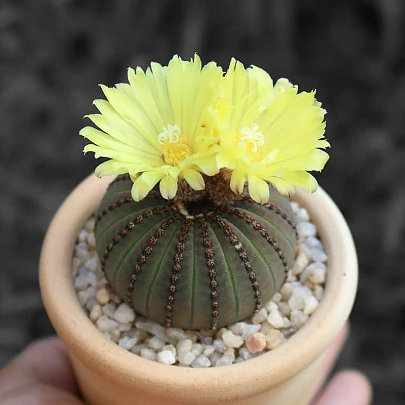 士童 Frailea castanea大型种精品仙人球可爱萌稀有新宠给水就活