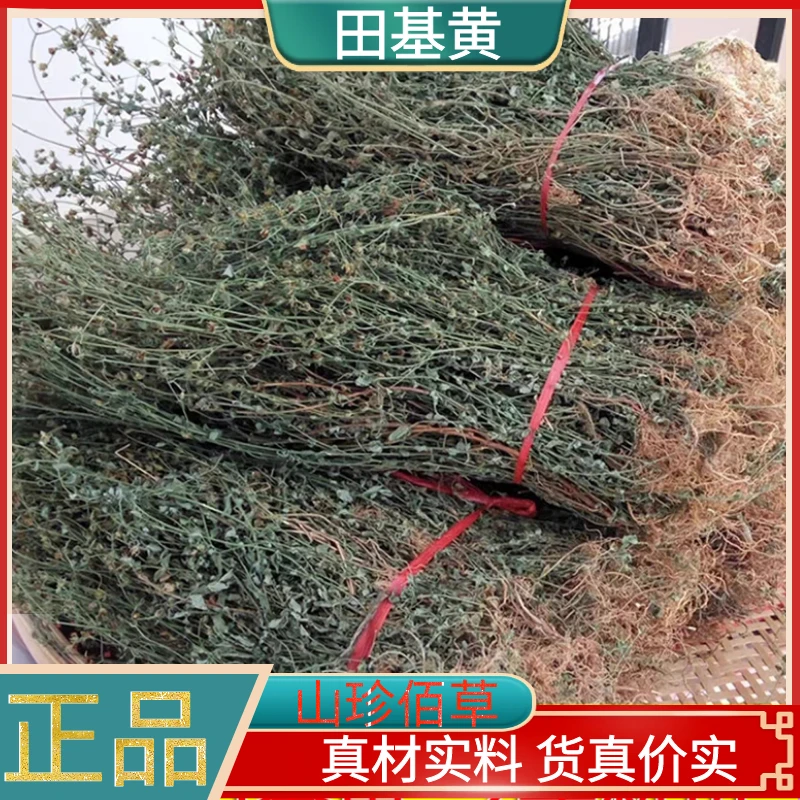 田基黄整株特产地耳草新品整株黄花草雀舌草100g-1000g另有金钱草