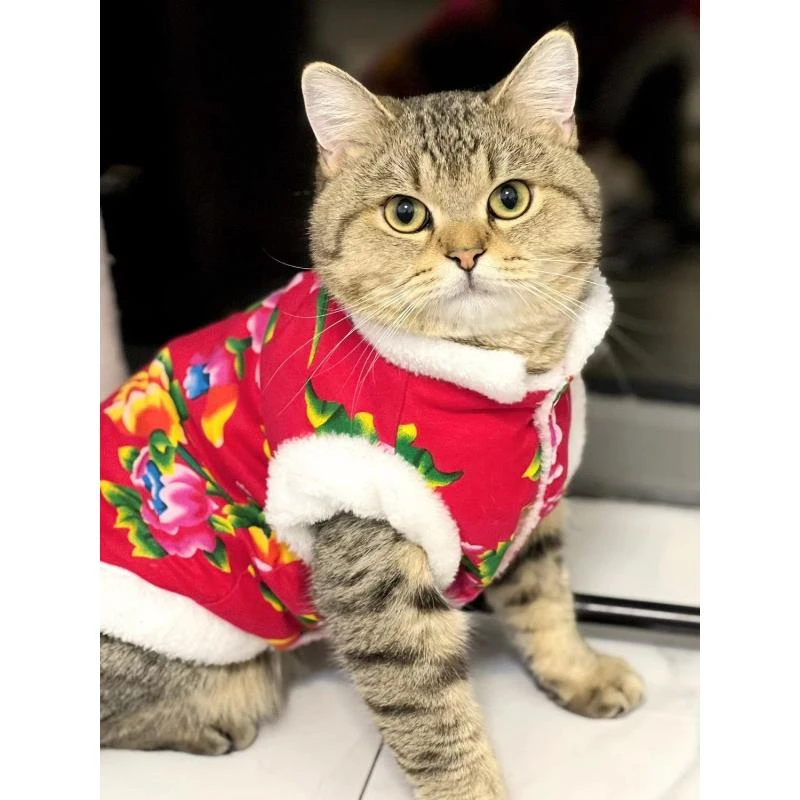 新疆包邮猫咪狗狗春冬季东北大花背心布偶幼猫英短防脱防掉毛宠物