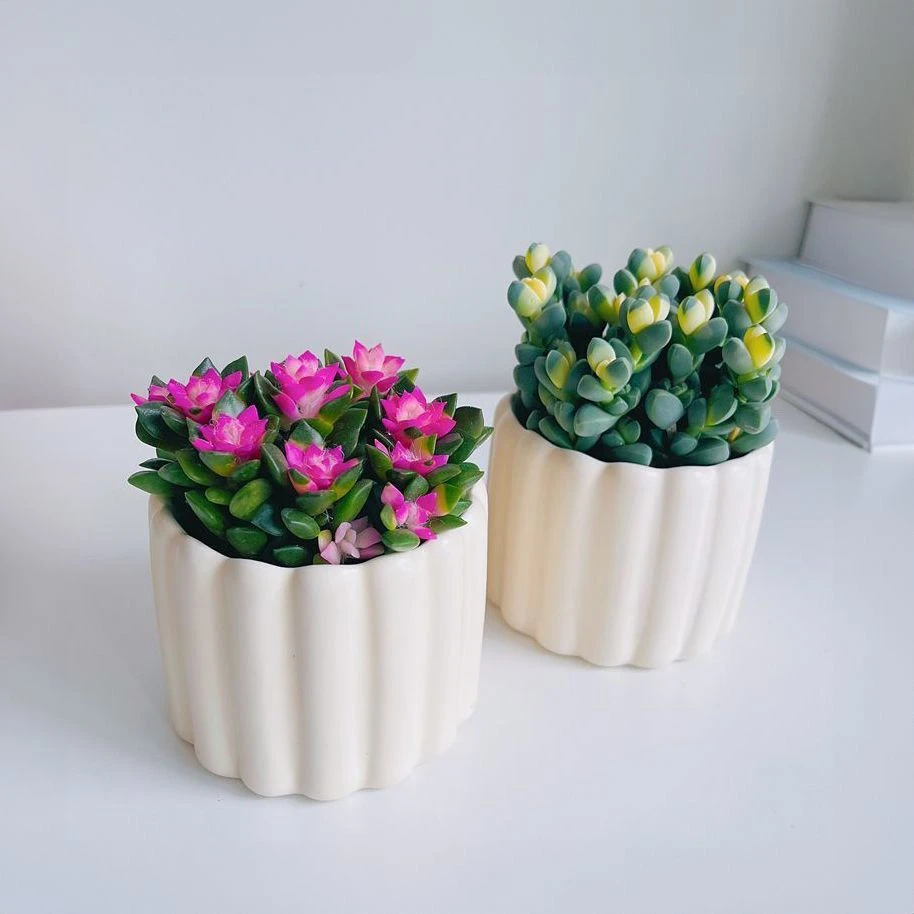 鹿角海棠锦吹雪之松锦多肉植物多肉桌面好养花卉绿植盆栽