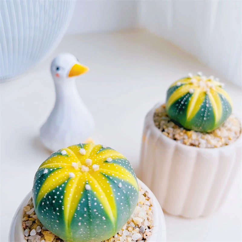 黄金兜锦星兜锦开花仙人球办公室内电脑桌面绿植花卉花卉绿植盆栽