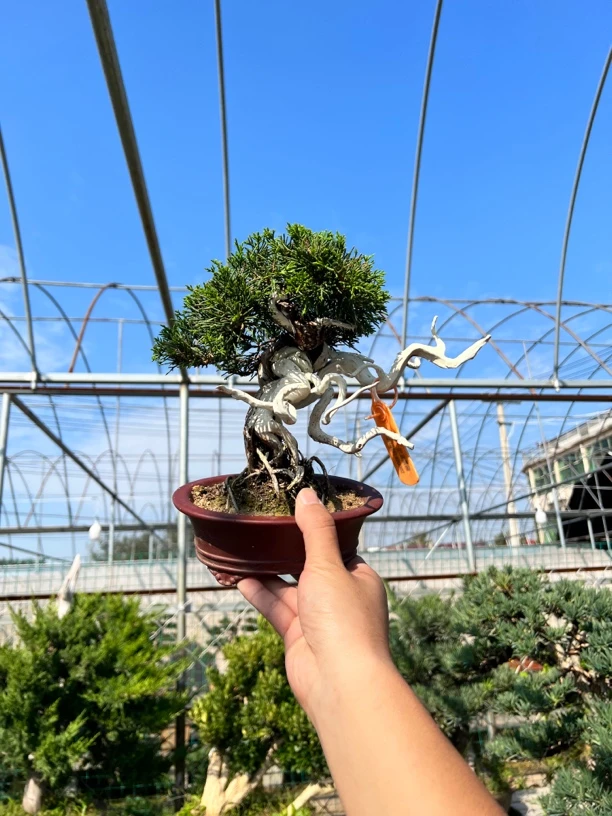 锦鲤盆景素材链接【一物一拍】