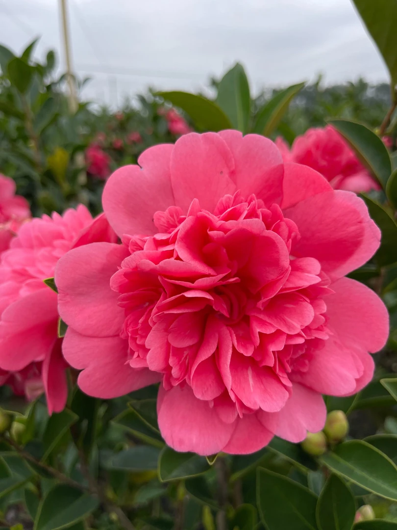 288四季茶花【粉色怀金】一年四季春夏秋冬开花带花苞发货