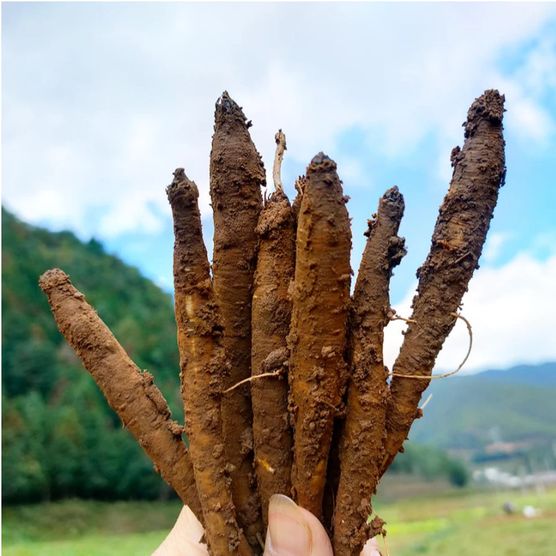 下山甜当归特级甜香不苦炖鸡鸭鸽子猪脚