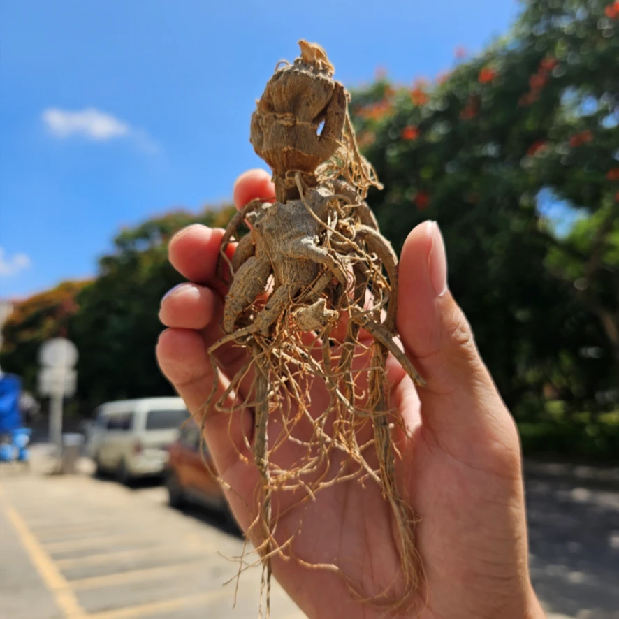 云南下山人参三七带根须250g