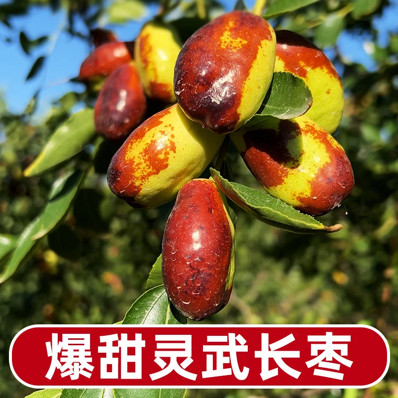 【顺丰包邮】正宗宁夏灵武长枣3-5斤 露天冬枣子 当季新鲜水果脆甜