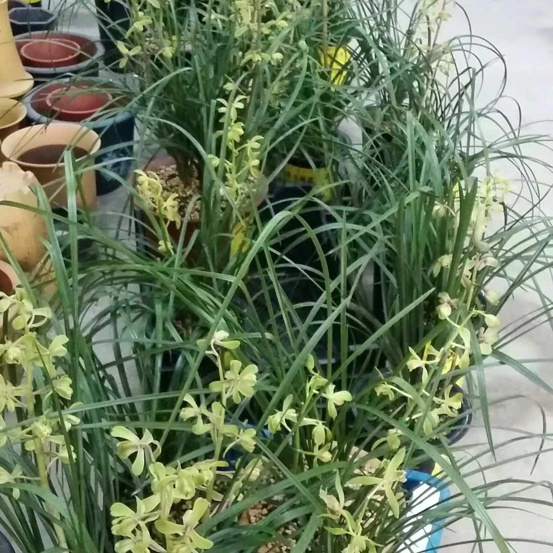 福利款肥料（缓释肥）商品颗粒