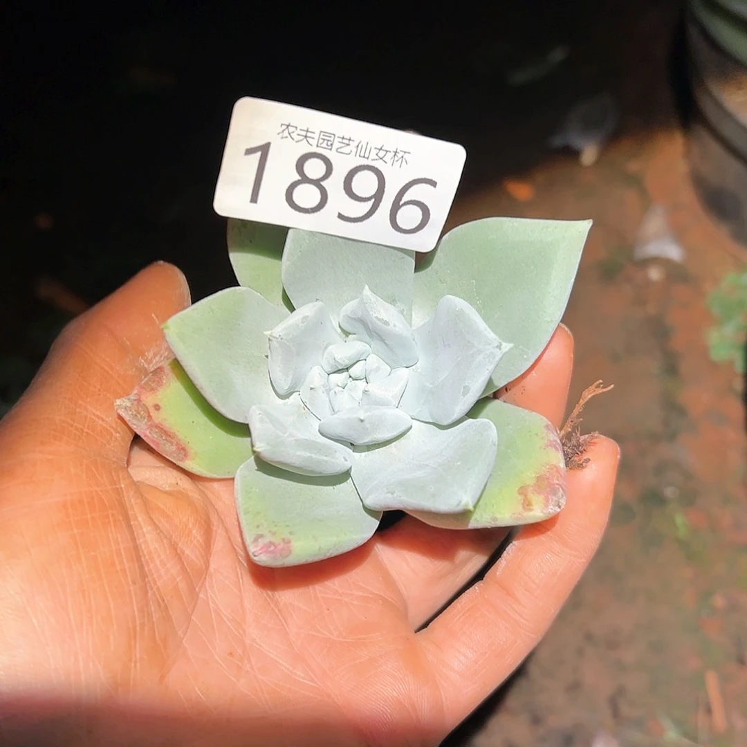 3代杂交仙女杯多肉