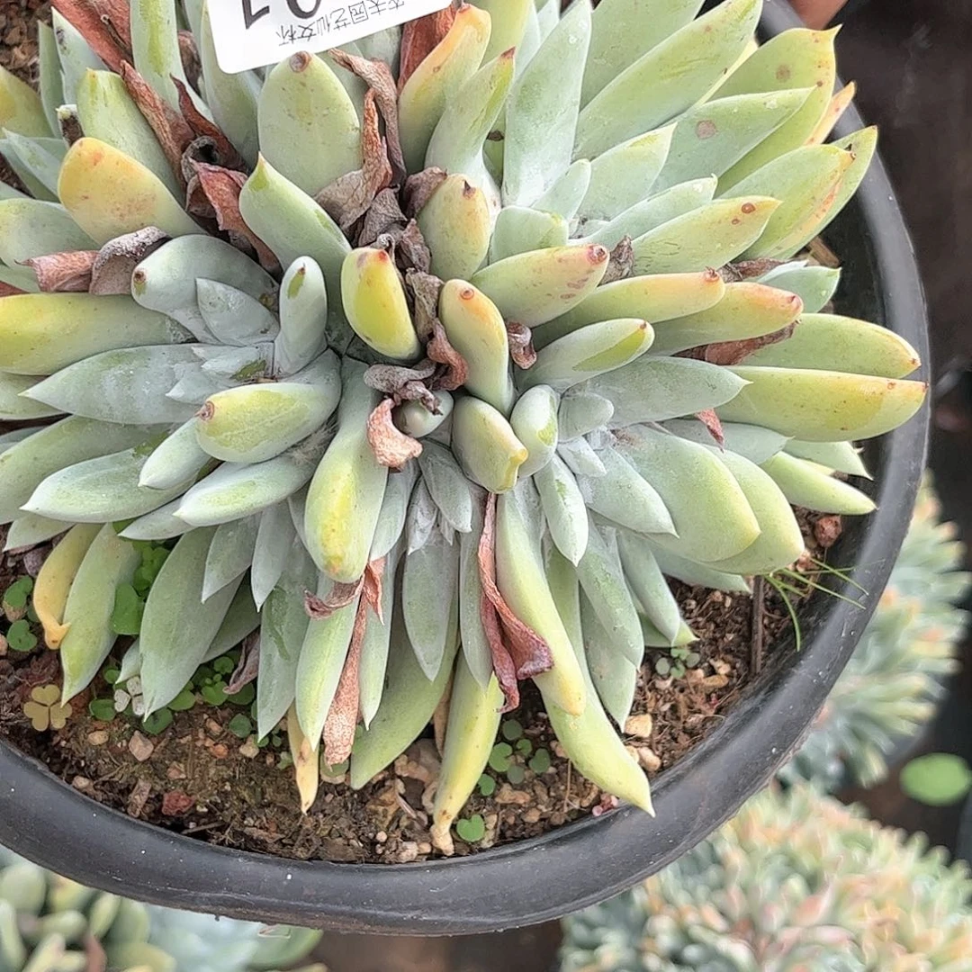 E*a阿金尼1201仙女杯多肉