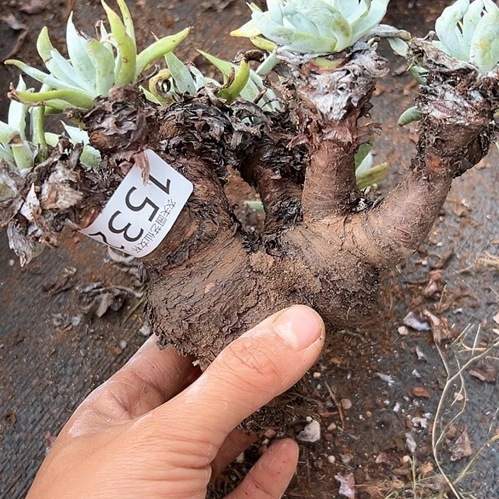 白衣圣徒仙女杯多肉