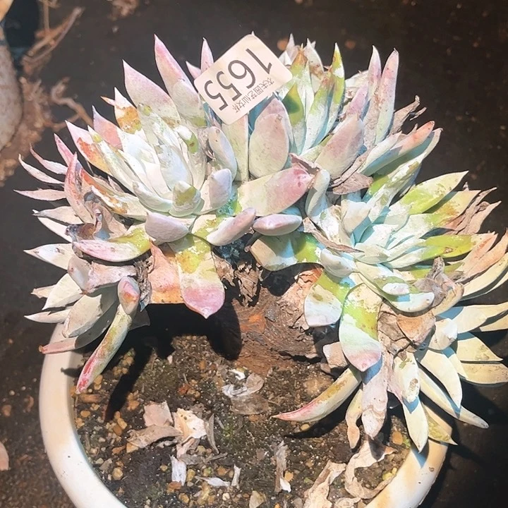 鳯*白衣圣徒仙女杯多肉。