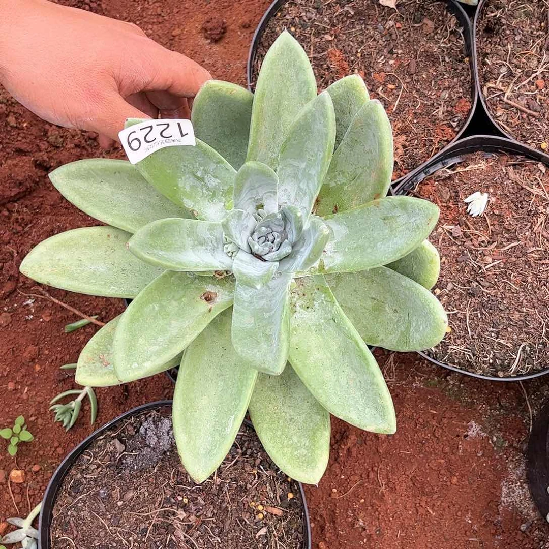 不寄养三代杂交仙女杯