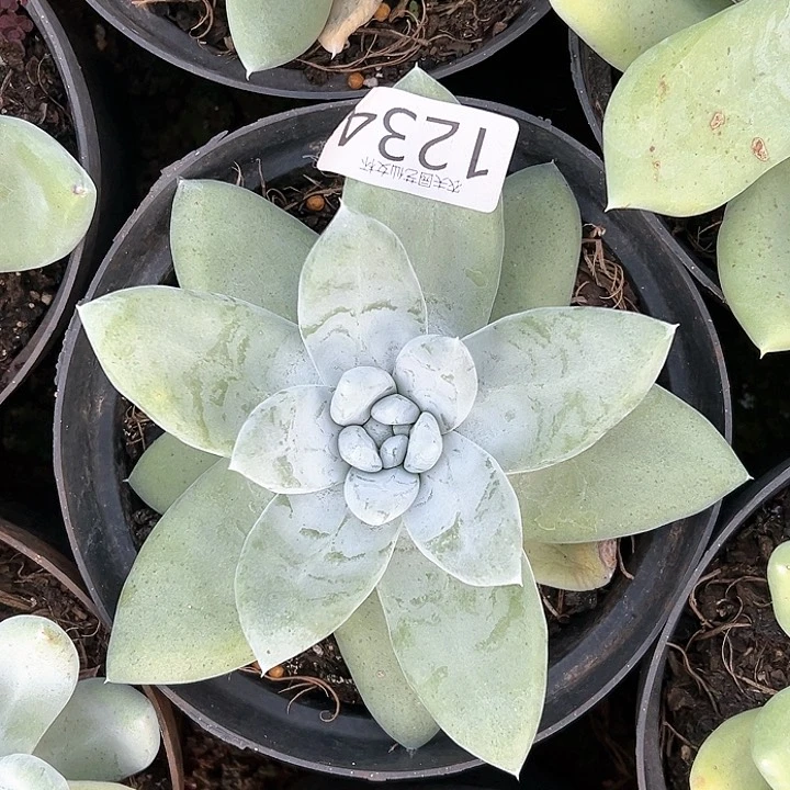 君仙女杯多肉3代。