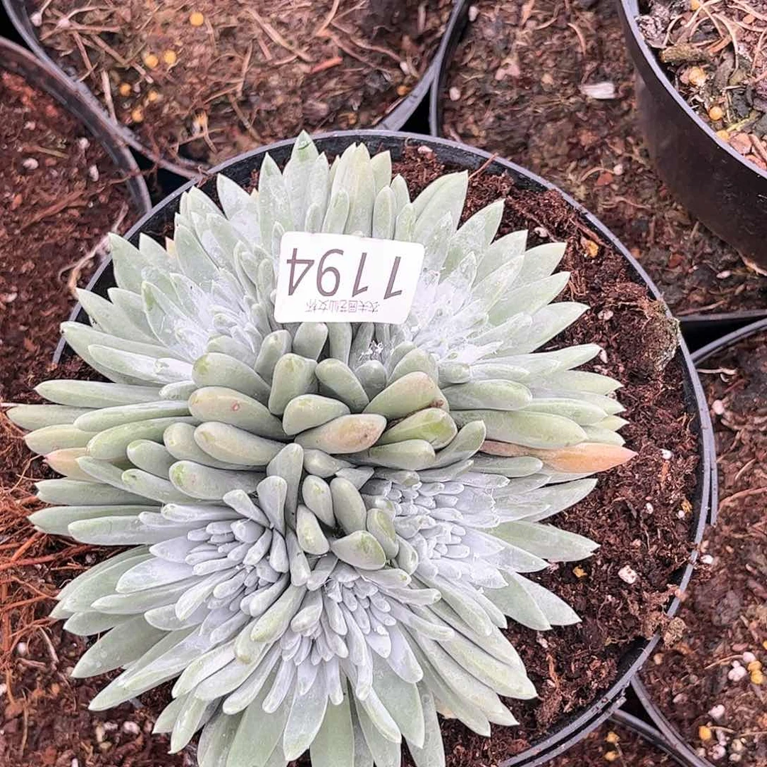 E*a白雪姆仙女杯多肉