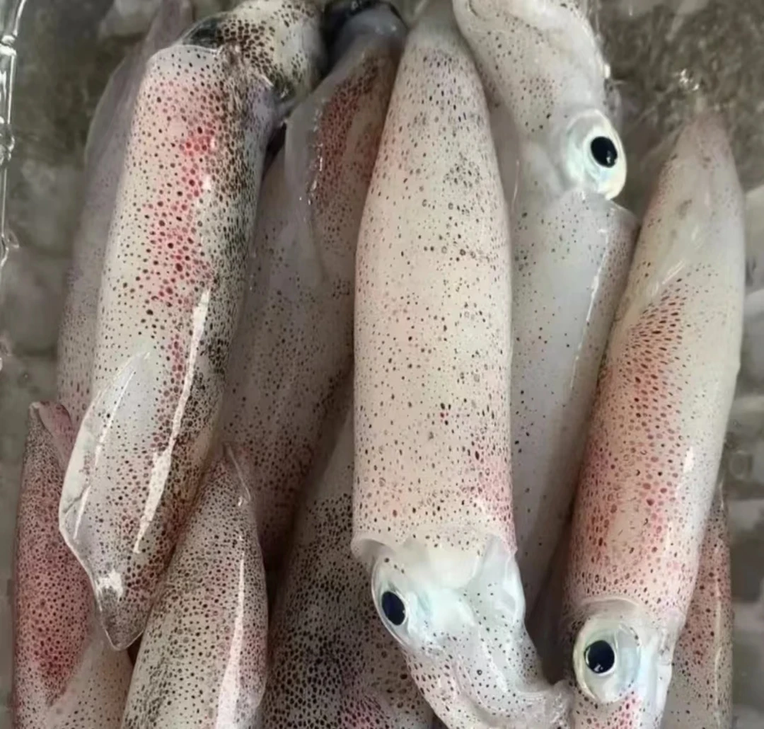 速冻 全母海兔（笔管鱼 一口鱿）500g/包 连云港发货