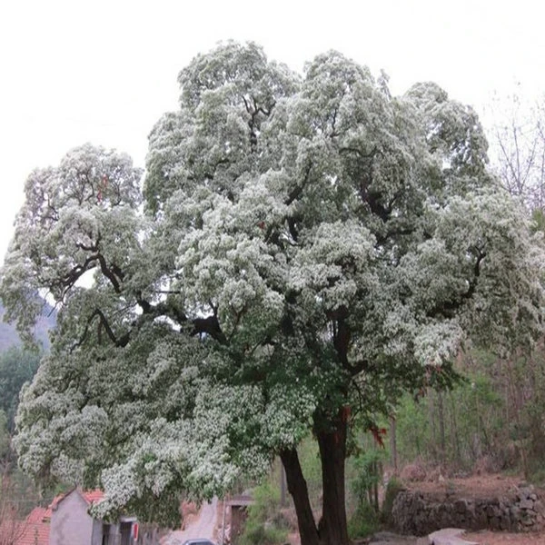 9-15cm粗流苏花苗四月开花白色花量大花树四月雪耐寒耐热庭院植物